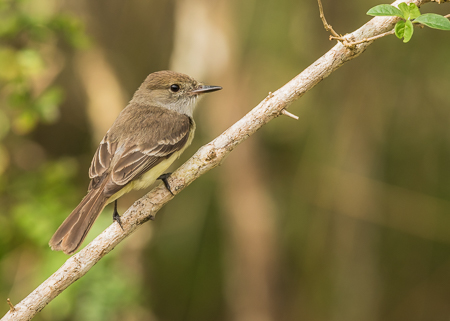 Galapagos Flycatcher ~ Santa Cruz Highlands