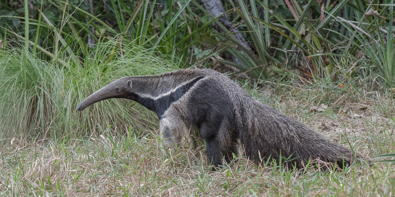 A Giant Anteater slowly emerges from the undergrowth