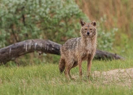 Golden Jackal ~ Ultima Frontiera