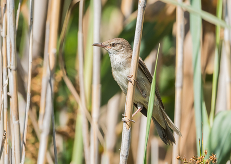 Great Reed Warbler ~ S'Albufera
