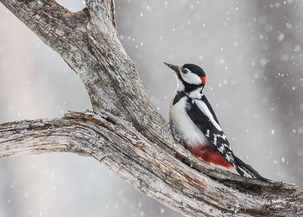 Great Spotted Woodpecker - Oulanka National Park