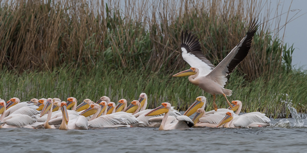 Great White Pelicans ~ Lake Merhei