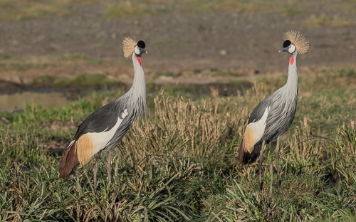 Grey Crowned-Cranes in early morning sunshine (an 'endangered' species)
