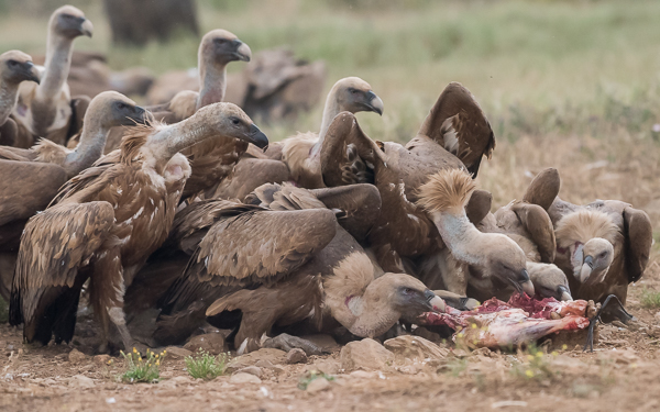 Griffon Vultures