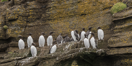Guillemots ~ Vestmannaejar (Westmen) Islands