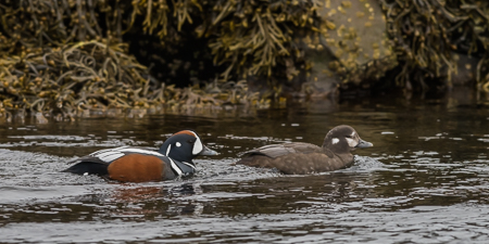 Harlequin Ducks ~ Kirkjufell