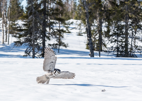 Northern Hawk Owl at Taivalkoski