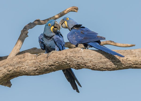 Hyacinth Macaws