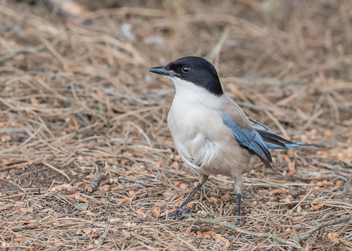 Iberian Azure-winged Magpie ~ Magasca Plains near Monroy