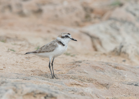 Kentish Plover ~ Son Real, Alcudia Bay