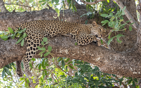 The beautiful female leopard Maliaka