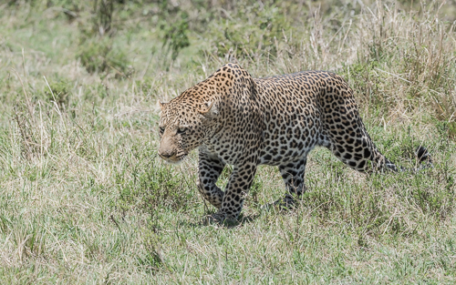 A large, well-fed male leopard