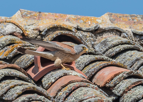 Lesser Kestrel ~ Trujillo Bull Ring