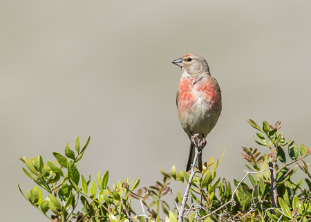 Linnet ~ Bóquer Valley