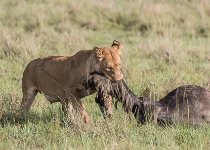 A lioness from the Rekero Pride