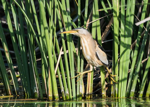 Little Bittern ~ Arrocampo Wetlands