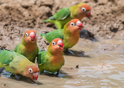Lilian's Lovebirds