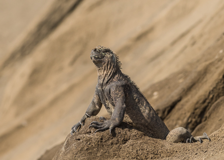 Marine Iguana ~ Tagus Cove, Isabela