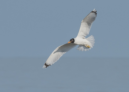 Pallas's Gull ~ Musura Bay, Black Sea