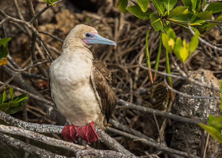 Red-footed Booby ~ Darwin Bay, Genovesa