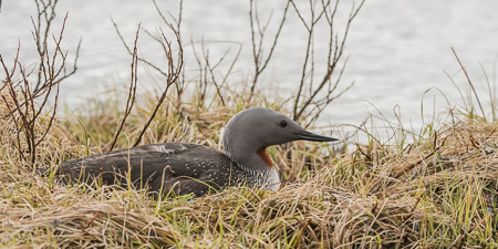 Red-throated Diver ~ Þingvellir