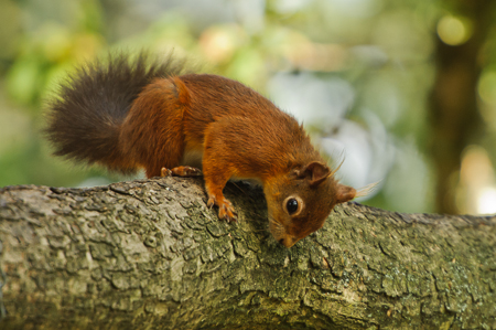 Red Squirrel