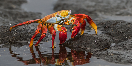 Sally Lightfoot Crab ~ Cerro Brujo, San Cristobel