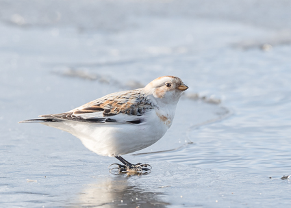 Snow Bunting at Koskenkylä