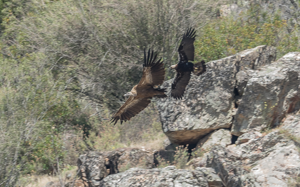 Spanish Imperial Eagle chasing off a Griffon Vulture