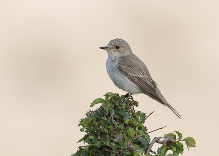 Spotted Flycatcher ~ Cúber Reservoir