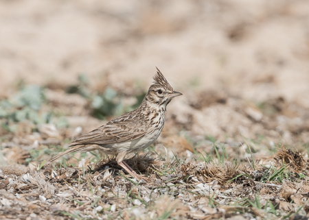 Thekla Lark ~ Son Real, Alcudia Bay