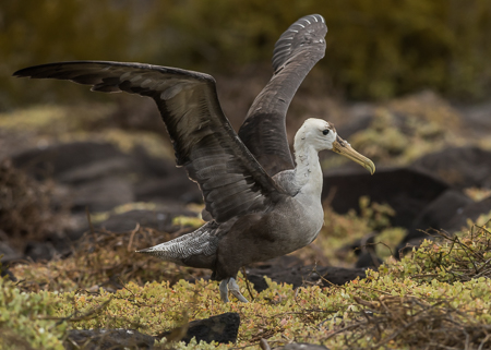 Waved Albatross ~ Punta Suarez, Espanola