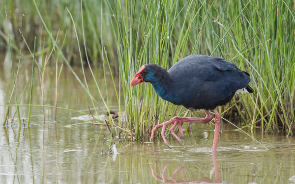 Western Swamphen ~ S'Albufera