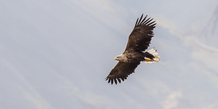 White-tailed Eagle ~ Kolgrafafjörður