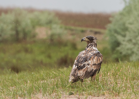 White-tailed Eagle ~ Ultima Frontiera