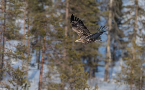 White-tailed Eagle flying through the forest at Lämsänkylä
