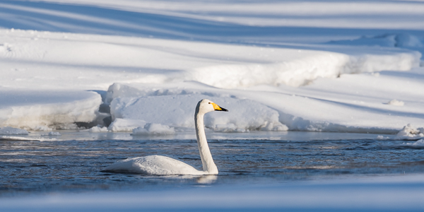 Whooper Swan on the icy cold Kuusinkijoki river