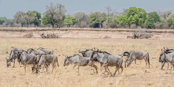 Cookson's Wildebeest