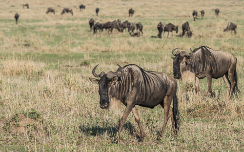 A small strung-out herd of wildebeest slowly trudge across an open plain