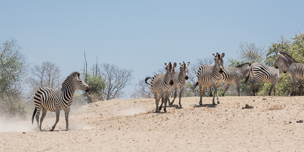 Crawshay's Zebra