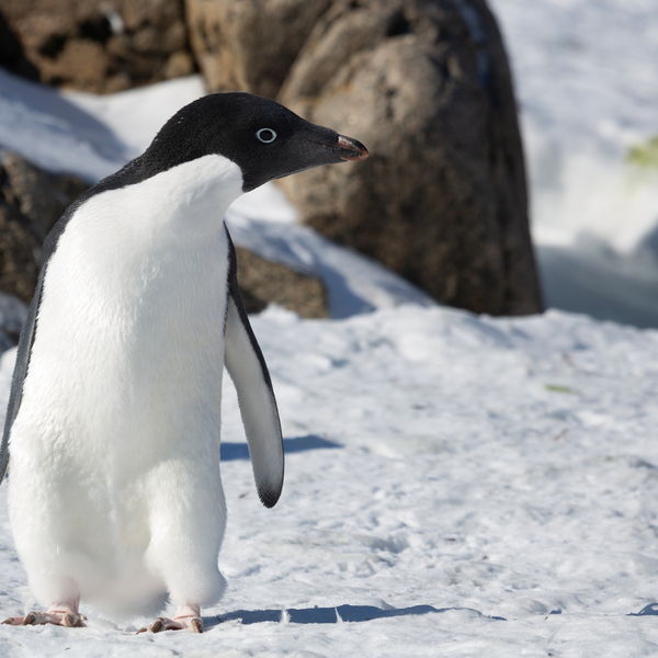 Adelie Penguin