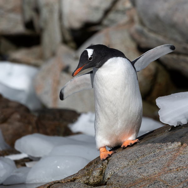 Balancing Gentoo