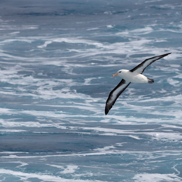 Black Browed Albatross