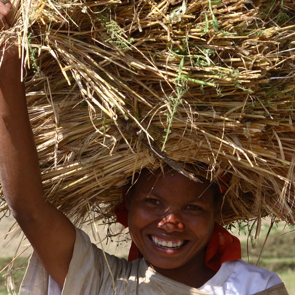 Bringing In The Harvest