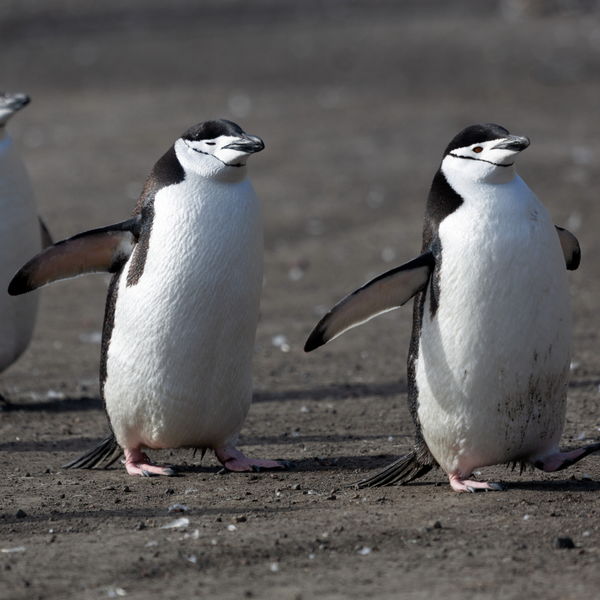 Chinstrap Penguins