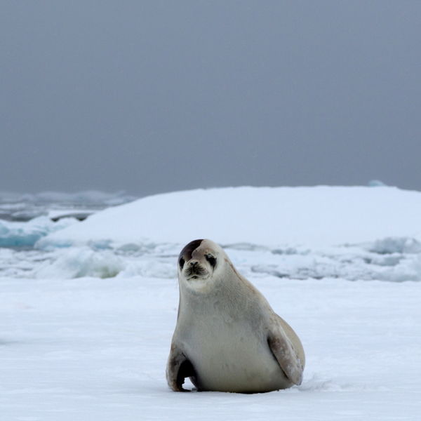 Crabeater Seal