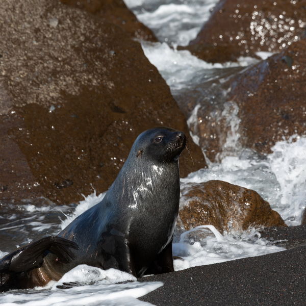 Fur Seal