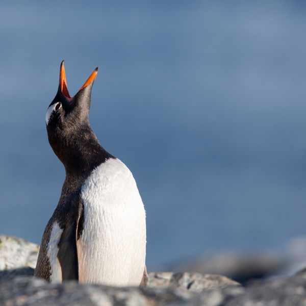 Gentoo Penguin