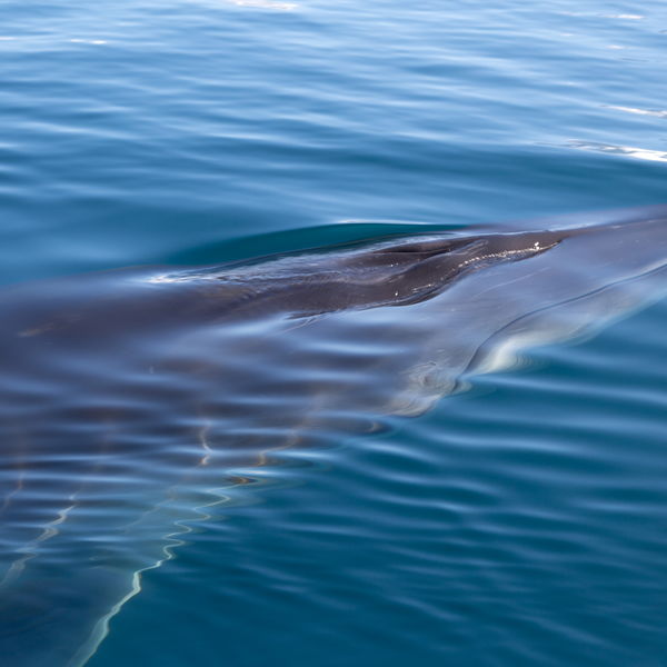 Minke Whale