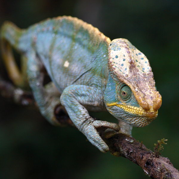 Parsons Chameleon, Madagascar